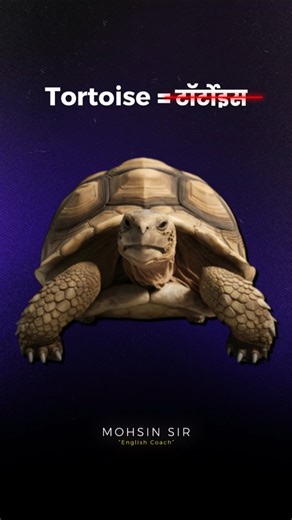 Mohsin Ali - English Coach on Instagram: "Correct Pronunciation of Tortoise Difference between tortoise and turtle In this video, Mohsin sir explains the correct pronunciation of the tortoise and also explains the difference between tortoise and turtle. [Pronunciation, british accent, american accent, english language, english speaking, tortoise, turtle, animals, teacher, english teacher] #learnenglish #englishspeaking #upsc #ssc #teacher #teachergram #mohsinsir #englishoperations"