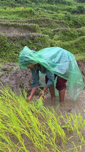 Heavy Rain Paddy Farming in Nepal Traditional Rice Planting in a Himalayan Village #heavyrain #viral