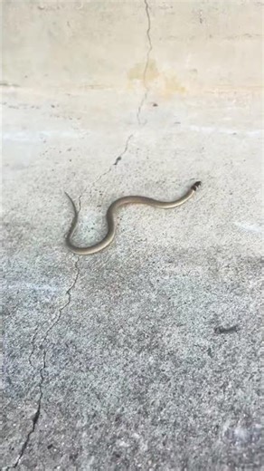 Juvenile Eastern Brown Snake Shows Strange Behavior #snakevideo #naturelovers #shortvideo