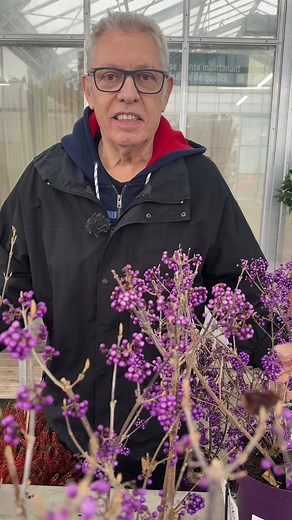 Un arbuste original, c’est callicarpa bodinieri. Il ne se mange pas mais il est très décoratif avec sa floraison automnal violette qui donne au jardin une touche d’originalite. Il peut pousser en pot ou en terre. #callicarpa #jardin #nature | Roland Motte