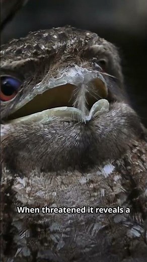 Title: The Real Life Ghost Bird That Looks Like An Alien! 👁️👻
