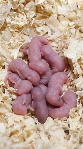 From Newborn Mice to Adults in 30 Days