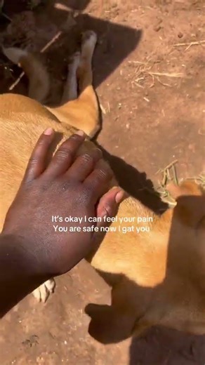 please help and donate PayPal link in bio #dogrescue #animalrescue #donatefordogs