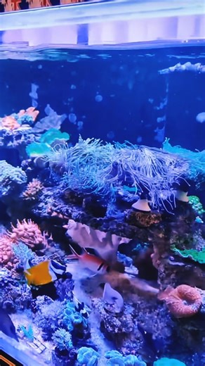 Saltwater Aquarium Life 🐠🌊 | Beautiful Marine Fish in Motion#aquarium #fish