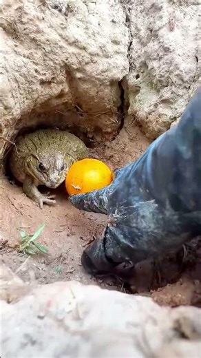 Don’t Touch Frog Orange – Funny & Entertaining Video