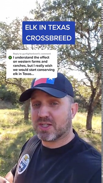 The Truth About Elk in Texas and Crossbreeding Risks