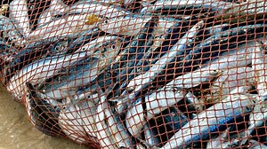 Overfishing | A Threat to the Oceans & Marine Life | Britannica