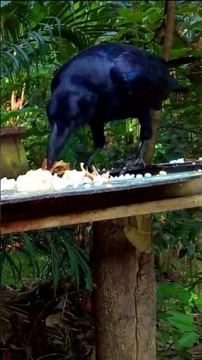 Crow Eating Rice on Table | Beautiful Bird Feeding Moment in the Garden - Short