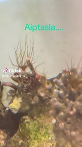 Say hello to the peppermint pair… #fishtok #saltwater #aiptasiasucks #peppermintshrimp