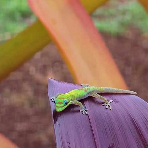 Hawaii Gold Dust Day Gecko 🌈 Hawaii John #hawaiigeckos #hawaiianimals #wildanimals