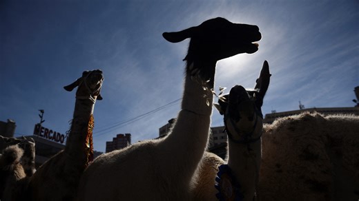 Want to play golf with llamas? Here's where you can do it in New Hampshire