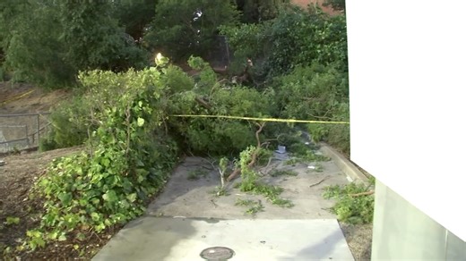 12 people injured by falling tree during CA commencement ceremony: school