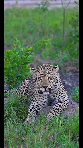 Incredible sound of leopard #bigcat #wildlife #animals #nature #safari #leopard #india #shorts