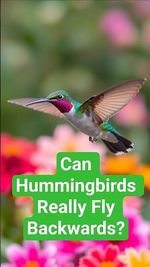 Can Hummingbirds Really Fly Backwards?