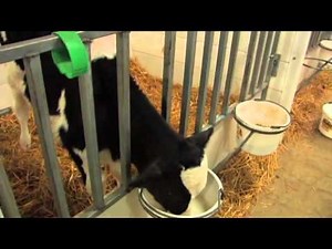 Agriculture: Minnesota Livestock Farmers, Dairy Production