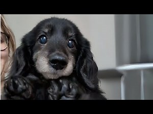 The Most Adorable Dachshund: Dance Moves & Birthday Surprise