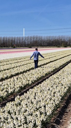 31 reactions · 13 comments | Spring time in the Netherlands 殺 mura ug mga tag iya sa hyacinth fields  Jolo Bosque asa nka? #fbreelsfypシ゚viralシ #highlightseveryone #netherlands #spring | Baby Konijn | Facebook