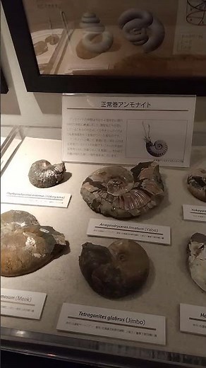 アンモナイトは約４億～約６千５百万年前のイカやタコに近い動物の化石。１万種以上発見されている。エジプトで羊の角の代わりに神アモンに捧げられ「アモンの石」と呼ばれた。#愛媛大学 #化石 #fossils