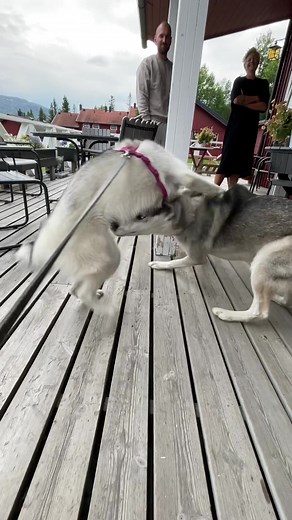 Husky Dogs Playful Moments on Wooden Deck