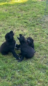 229 reactions · 4 comments | Black alabai from kennel Ruski Izvor...