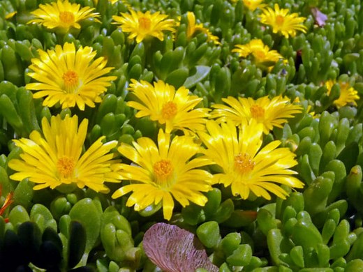 Edible Succulent Herbs 101: Ice Plants | The Weeds and Seeds Guy