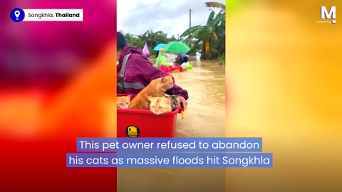 Thai pet owner floats cats to safety in plastic tub during massive floods