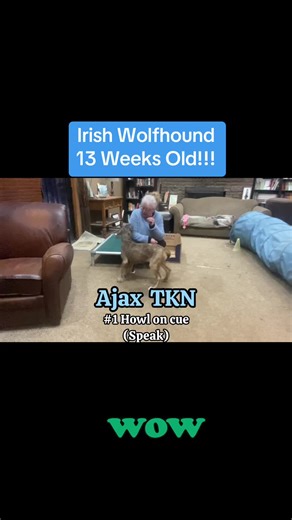 Serendipity_Sighthounds on TikTok