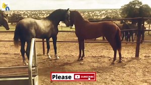 Set Up a Successful Horse Breeding Business | Natural Methodology...