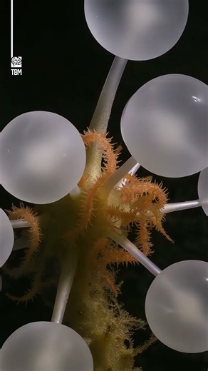 The Death Ball Sponge