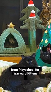 A giant heart hidden in a giant cat. Hagrid, although intimidating in appearance, is a gentle cat, cuddly pet and a wonderful foster dad to a bunch of kittens... | Cats And Kittens