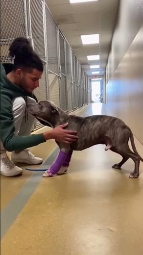Pit Bull’s First Steps: Healing and Trust in Action