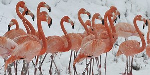 See if you know the strange names for these groups of animals