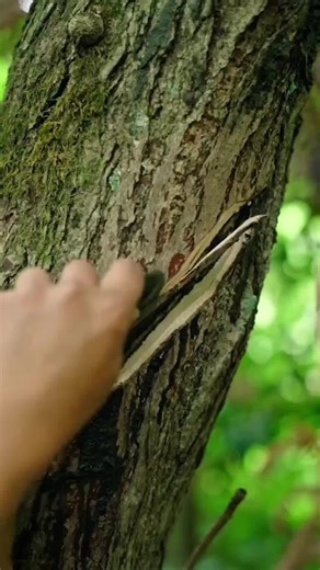 How tree sap Becomes surprisingly useful 🤯 #fyp #discovery #viral