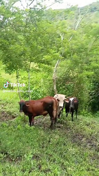 Videos de Carlos julio Ossa (@carlos.julio.ossa) con “sonido original - El_cochita_ganadero”
