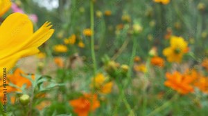 yellow cosmos sulphureus flower, sulfur cosmos and yellow cosmos flower, green leafs, blooming yellow cosmos flower, orange flower, cosmo flower yellow, beautiful cosmo flower, orange cosmo flower, ye
