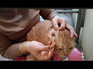 He can hear in 4K Cat ear Cleaning | Meow Family