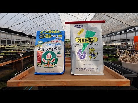 #43【虫から多肉を守ります】オルトランの使い方、ローテションについて。その他の薬剤。防虫