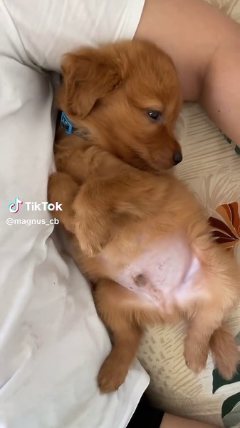 Mi coquita enorme ❤️ #momdoglife🥰🐕 #goldenretriever #parati #viraltiktok #cachorrosdotiktok