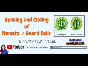 Opening and Closing of Stomata || Stomata || Guard Cells || science e solution || Manju sharma