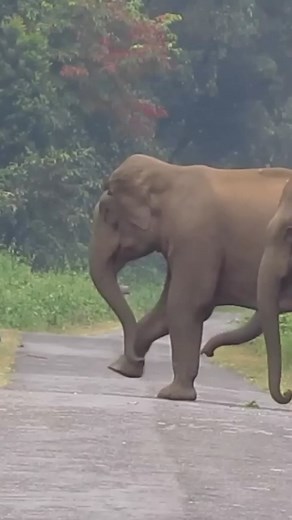 Elephant crossing | International Anti Corruption Association