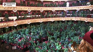 ¡INSÓLITO! Después de estar cerrado por tres meses, el teatro más importante de Barcelona reabre con un concierto para 2.292 plantas. | Clarín
