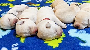91K views · 6.7K reactions | Labrador Puppies Turn 1 Week Old! | Life With Labradors | Facebook