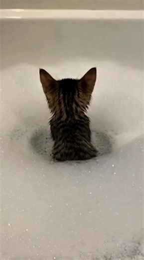 Kitten's Adorable Bubble Bath Adventure