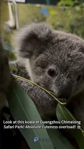 Meet the World's Cutest Koala Cub!