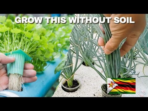 10 Crops You Can Grow Easily In Hydroponics And Make Money In Zimbabwe