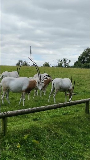 Those horns are unreal! Wild goats at Fota Wildlife Park 🐐⚔️