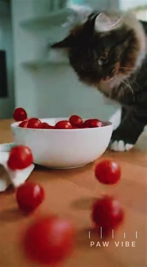 Cat and Cat Work #funny #pets #cat #viral