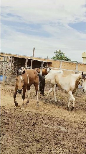 #pensa#num#molhaceiro #remix #music #sound #shortsvideos