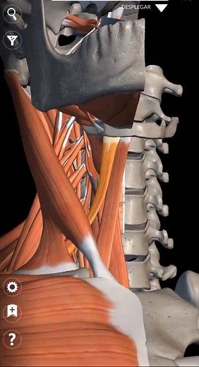 Músculos Infrahioideos: Anatomía y Nemotecnia