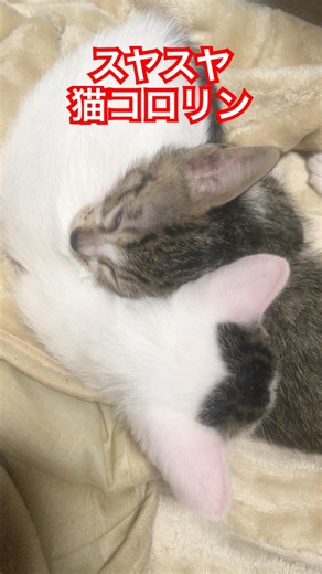 【猫動画】スヤスヤ、スヤスヤ…白目むいて爆睡する子猫たち #shorts #cat #猫動画 #子猫 #猫 #猫のいる暮らし #癒やし動画 #爆睡 #funnycats #kittens